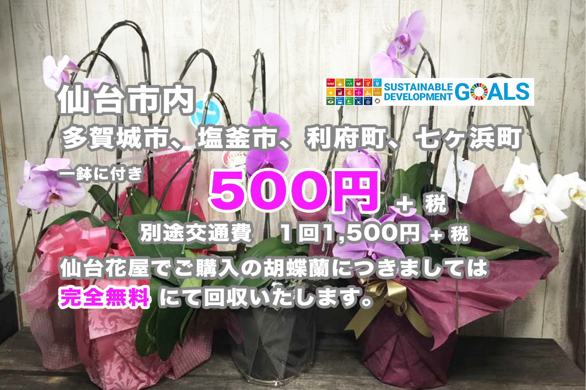 仙台市内、多賀城市、塩釜市、利府町、七ヶ浜町は胡蝶蘭回収費用が1鉢に付き300円+税！仙台花屋でご購入の胡蝶蘭につきましては完全無料！弊社が責任をもって回収いたします。細かいご要望お申し付けください！